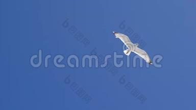 白海鸥在蓝天上<strong>飞翔</strong>。 行动。 美丽的<strong>飞翔</strong>的白鸥，张开翅膀寻找食物